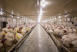«Евродон» запустит в феврале 2019 года мясоперерабатывающий комплекс